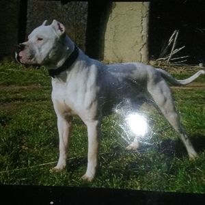 Meet your Posher, Wiz-kid